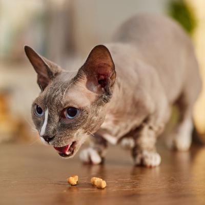 Bundle: Meow Mix Irresistibles Soft Salmon + Friskies Party Mix Morning Munch Crunch Flavor Crunchy Cat Treats