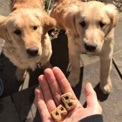 Premios para perros con pollo sin trigo horneados al horno, caja de 14 oz