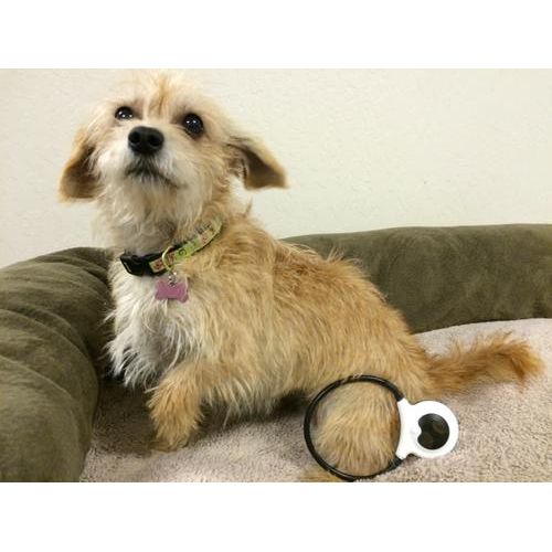 Correa manual para perros y gatos 2.0, 10 cm