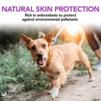 Healthy Skin & Coat Protection Brewer's Yeast & Garlic Flavored Chews Dog Supplement, 60 count