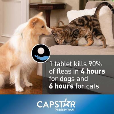 Bundle: Capstar Flea Oral Treatment, 2-25 lbs + Onguard Plus Flea & Tick Spot Treatment for Cats, over 1.5-lbs, 6 Doses (6-mos supply)