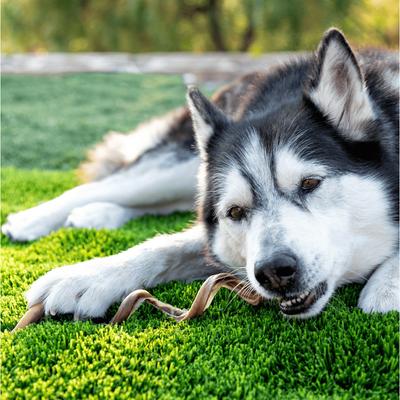 9-12 inch Premium Spiral Bully Stick Dog Treat