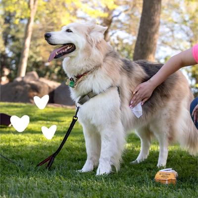 Oatmeal & Aloe Vanilla & Almond Scented Cat & Dog Grooming Wipes, 100 count