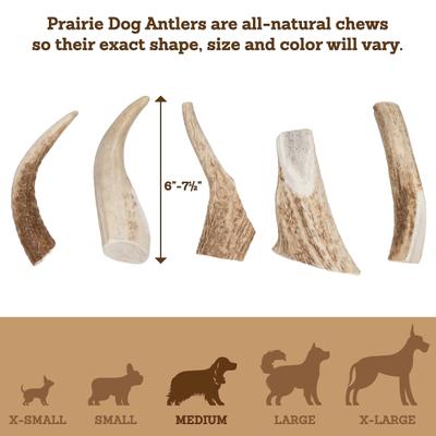 Whole Elk Antler Dog Chews, 6 - 7.5 inch