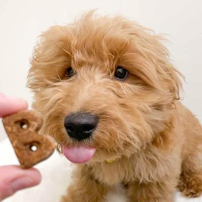 Quack Quack Quack Duck & Blueberry Recipe Soft & Chewy Dog Treats, 6-oz bag