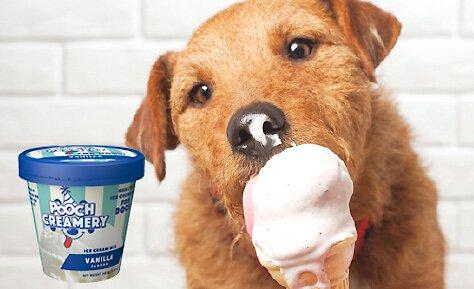 Vanilla Flavor Ice Cream Mix Dog Treat, 5.25-oz cup