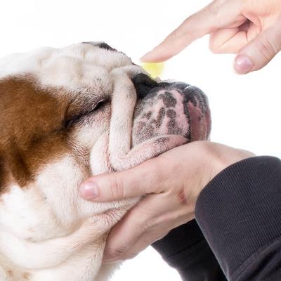 Every Dog Nose Butter, 0.15-fl oz tube