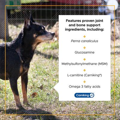 Golden Years Chicken Flavor Strength & Stability Joint Support Chew Supplement for Senior Dogs, 60 count