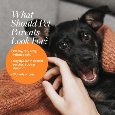 Bundle: Veterinary Formula Clinical Care Antiparasitic & Antiseborrheic Dog Shampoo, 16-oz bottle + Antiseptic & Antifungal Spray, 8-oz spray