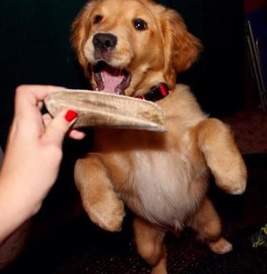 Split Elk Antler Dog Chews, 4-in