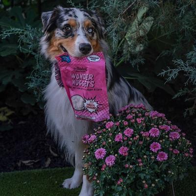 Wonder Nuggets Turkey & Cranberry Flavor Soft & Chewy Dog Treats, 10-oz bag