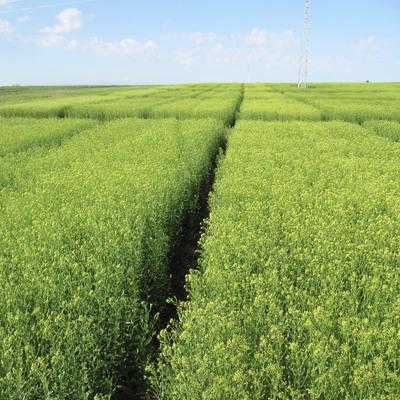 Omega 3 Anti-Inflammatory Dog Supplement, 16-fl oz bottle