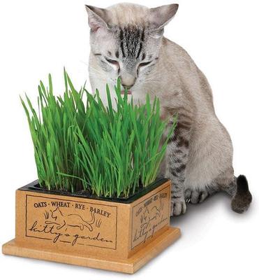 Paquete: Jardín para gatitos SmartCat + Kit de recarga de semillas para jardín para gatitos
