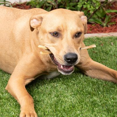 Masticables de tendón de res para perros, 25 unidades