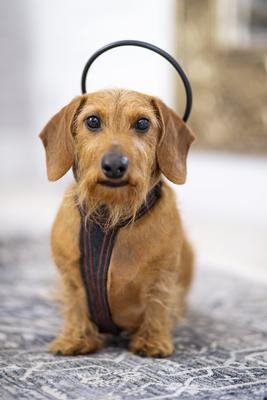 Paquete para perros con sistema de tratamiento de la ansiedad Calmer Canine, extra pequeño