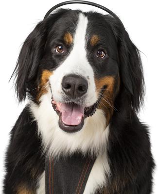 Calmer Canine Anxiety Treatment System Dog Bundle, X-Small