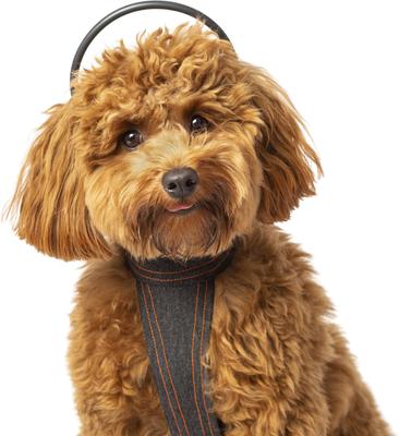 Calmer Canine Anxiety Treatment System Dog Bundle, X-Small