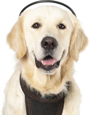 Calmer Canine Anxiety Treatment System Dog Bundle, X-Small