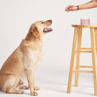 Suplemento masticable suave para piel y pelaje de perros, 60 unidades