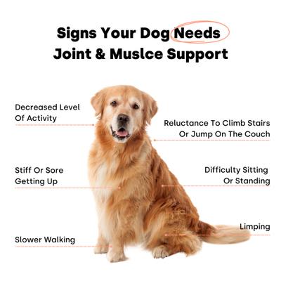 Joint & Recovery Trout Flavored Chews Joint & Muscle Supplement for Dogs, 90 count
