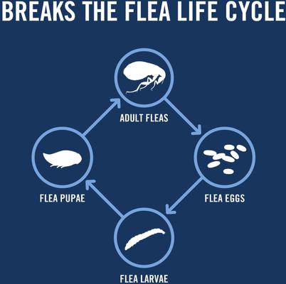 Tratamiento localizado contra pulgas y garrapatas para gatos de más de 1,5 lb, 3 dosis (suministro para 3 meses)