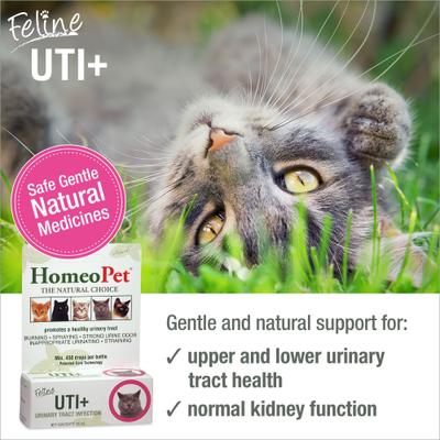 UTI+ Homeopathic Medicine for Urinary Tract Infections UTI for Cats, 450 drops