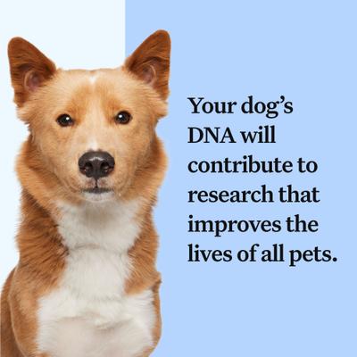 Wisdom Panel Breed Discovery Breed Identification DNA Test for Dogs
