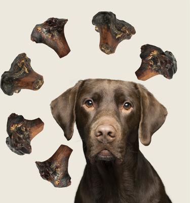 Large Gnawkle Cape Ostrich Dog Treat, 1 count