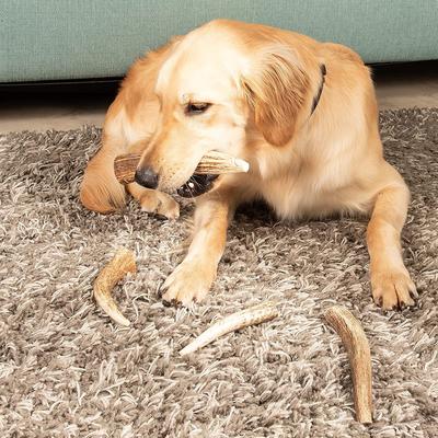 Golosinas para perros de asta de alce entera, 1 unidad, tamaño grande