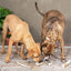 Golosinas para perros de asta de alce entera, 1 unidad, tamaño grande