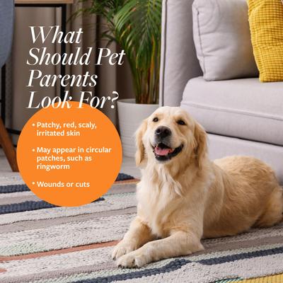 Bundle: Veterinary Formula Clinical Care Antiseptic & Antifungal Spray & Veterinary Formula Clinical Care Antiseptic & Antifungal Shampoo, 16-oz bottle