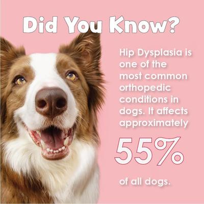 Double Strength Soft Chews for Dogs, 120 count