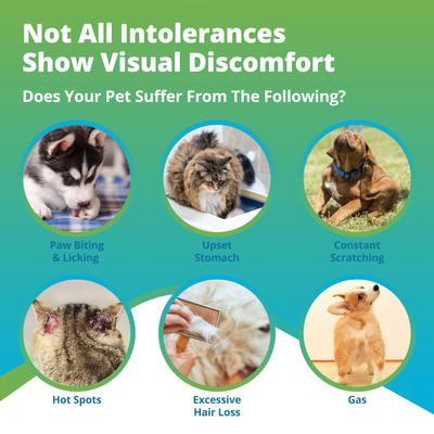 Food & Environmental Intolerance Test for Dog, Cat & Small Pet