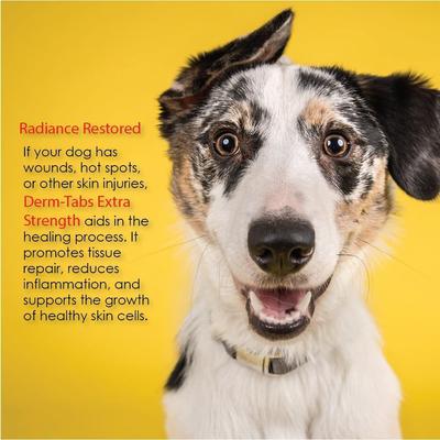 Extra Strength Liver Flavored Chewable Tablet Skin & Coat Supplement for Dogs, 60 count