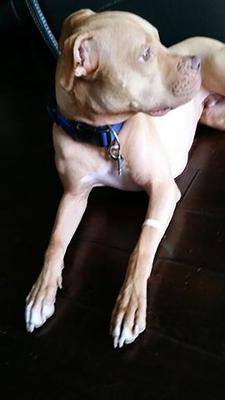 Natural Nausea Relief Acupressure & Aromatherapy Dog Band