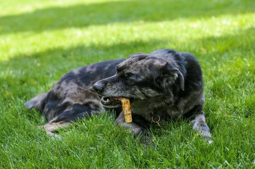 Beef Pizzle Stuffed Esophagus Dog Treat, 3 count, 5 - 6 inches