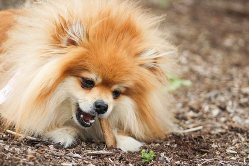 Healthy Edibles All-Natural Long Lasting Roast Beef Dog Chew Treats, Small, 2 count