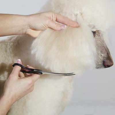 Premium Curved Shear, 8", Right Handed