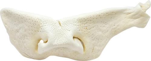 8 to 9-in Beef Snouts Natural Dog Chew Treats, Jumbo, 6 count