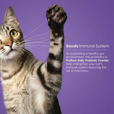 Powder Digestive Supplement for Cats, 30 servings