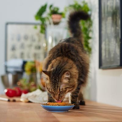 Pure Organic Sweet Potato Canned Dog & Cat Food Supplement, 15-oz, case of 12