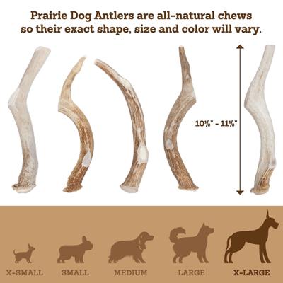 Whole Deer Antler Dog Chews, 9 - 10.5 in