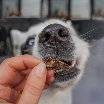 Bundle: Huntaway Venison Grain-Free Freeze-Dried Food, 12-oz bag + Goat Tripe Air-Dried Dog Treats, 3-oz bag