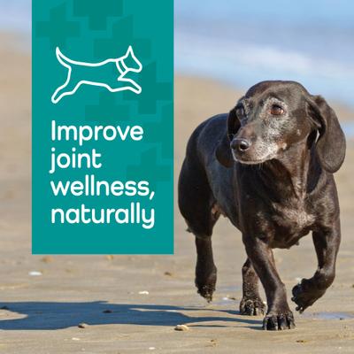 Hemp Helpers Topical for Dogs, 3-ml, 4 count, Under 33-lb