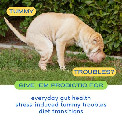 Bundle: Native Pet Vet-Formulated Probiotics & Prebiotic, 8.2-fl oz canister + Omega 3 Fish Oil Skin & Coat Health Dog Supplement, 8-fl oz