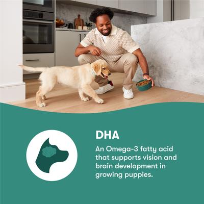 Jr Whole Grain Chicken Recipe Natural Dry Puppy Food, 4-lb bag