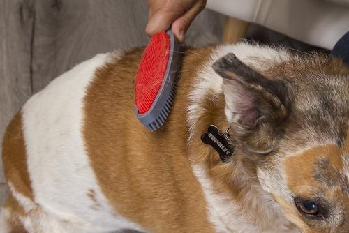 Duo Dual-Sided Grooming & Hair Removal Dog & Cat Brush, Color Varies
