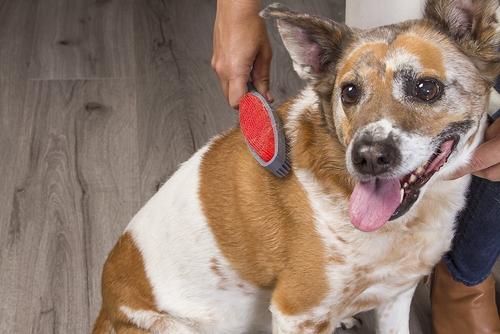 Duo Dual-Sided Grooming & Hair Removal Dog & Cat Brush, Color Varies