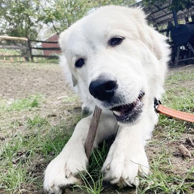 6-in Gullies Dog Treat, 12 count