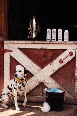 Skin Lotion Dog Skin Irritation Treatment Lotion, 16-fl oz bottle